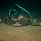 Giant isopods gorge on an alligator carcass.